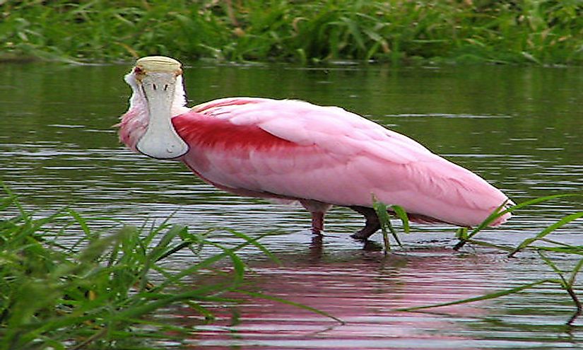 what-are-wading-birds-worldatlas