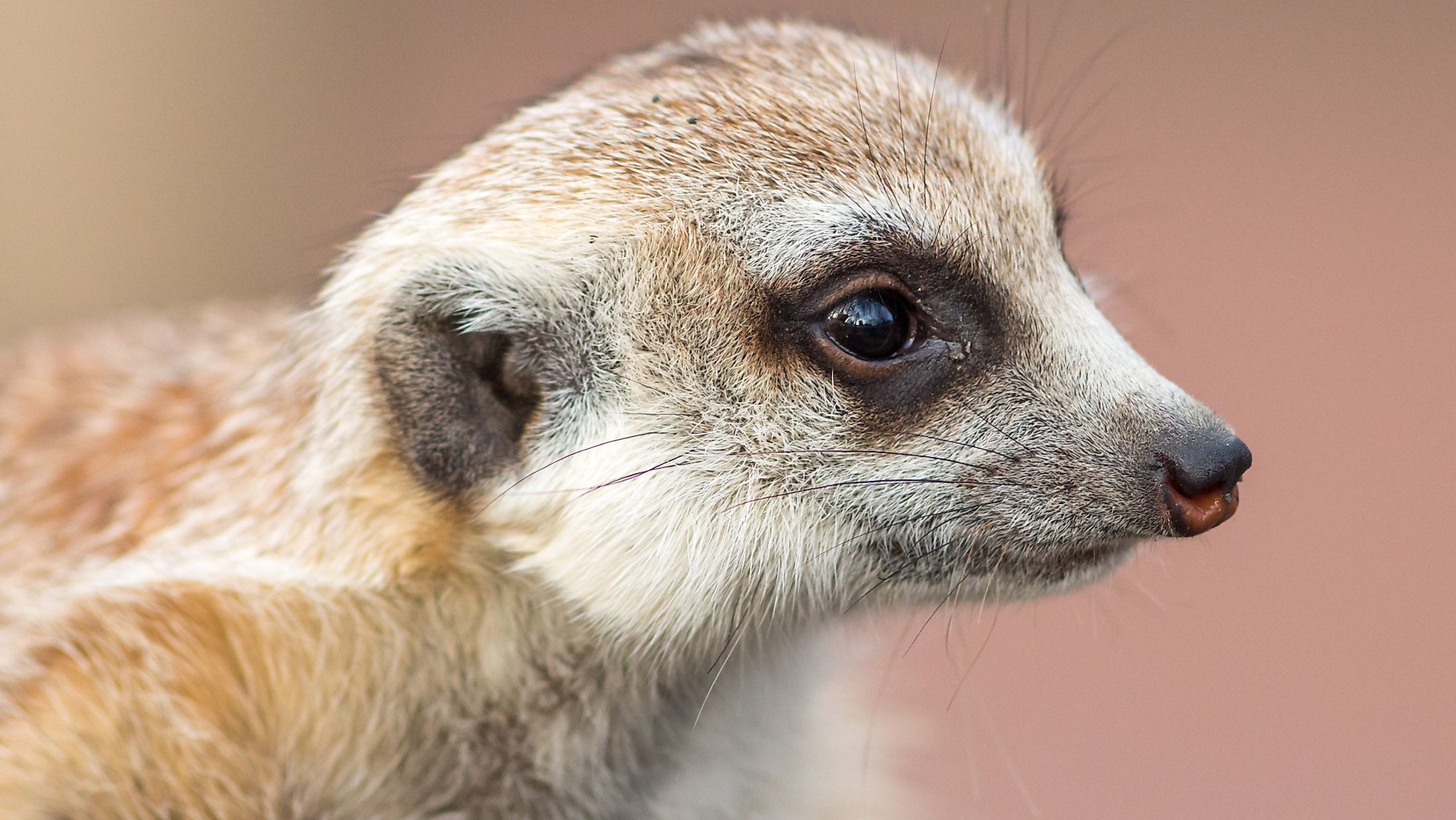 Wat Is N Meerkat In Engels