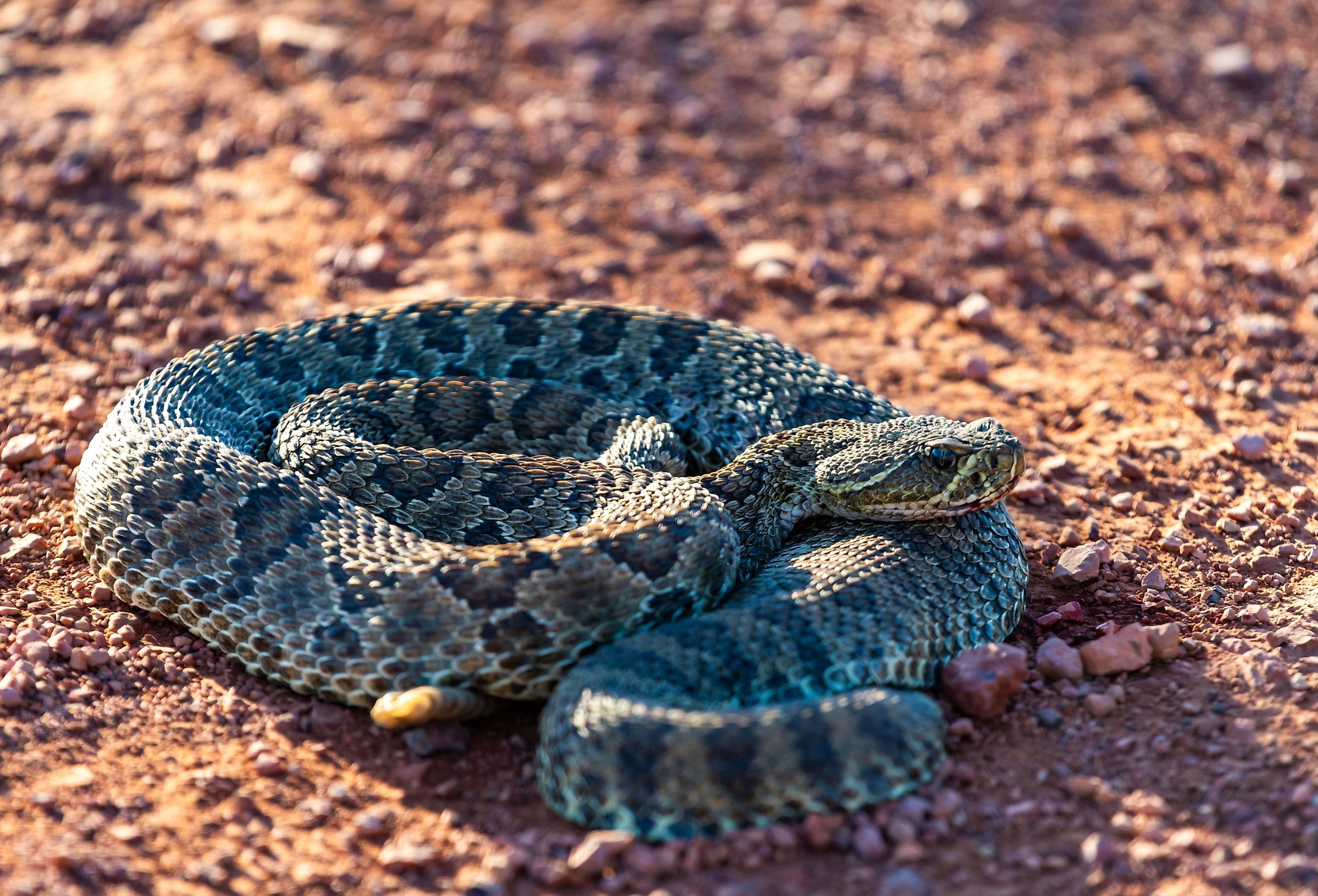 Mohave Rattlesnake (Crotalus scutulatus), Theodore Roosevelt National Park, North Dakota.