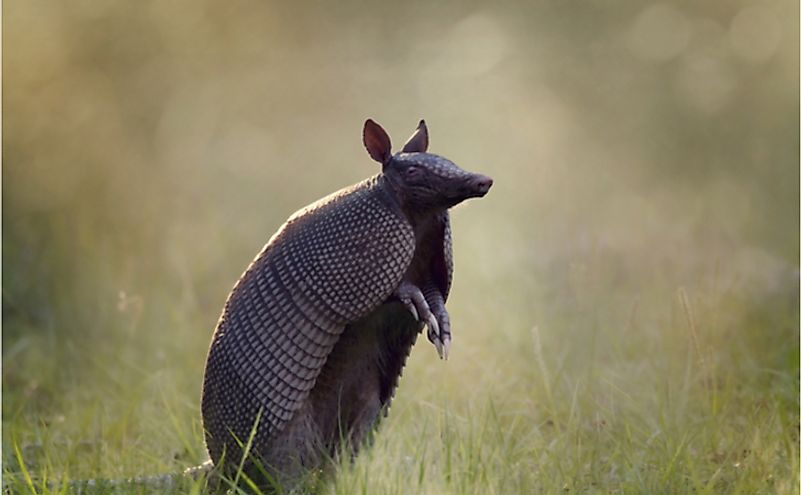 What Animals Live In Texas Worldatlas