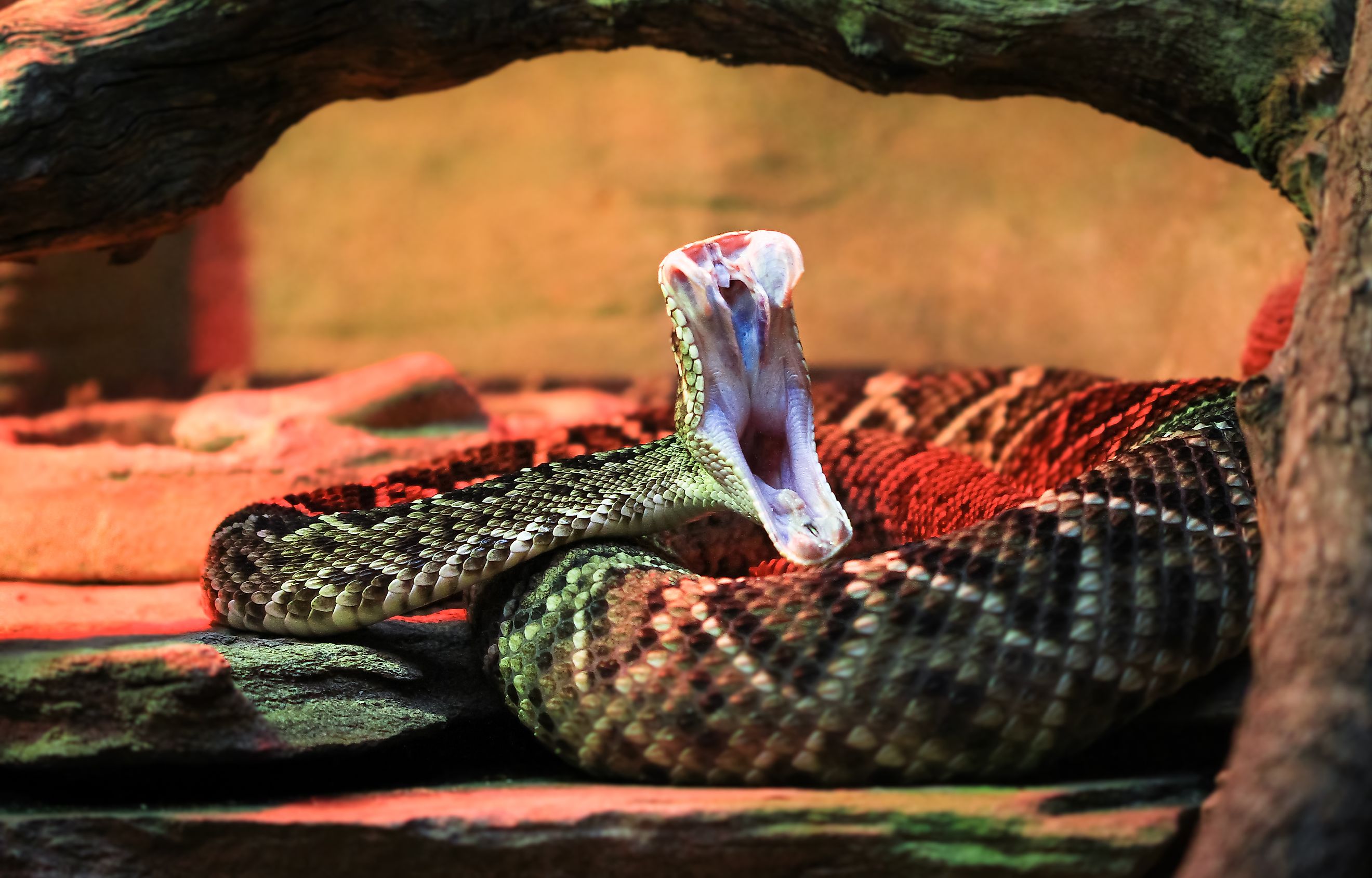 Adult eastern diamondback rattlesnake (Crotalus adamanteus) in mid-strike, showing fangs and inner mouth.