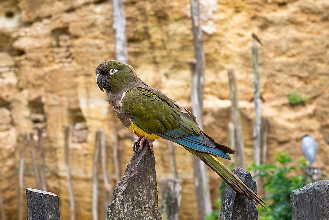 What Is The Kakapo Bird Worldatlas