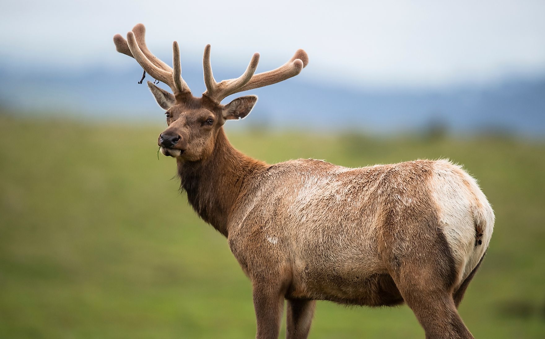 what-animals-live-in-california-worldatlas