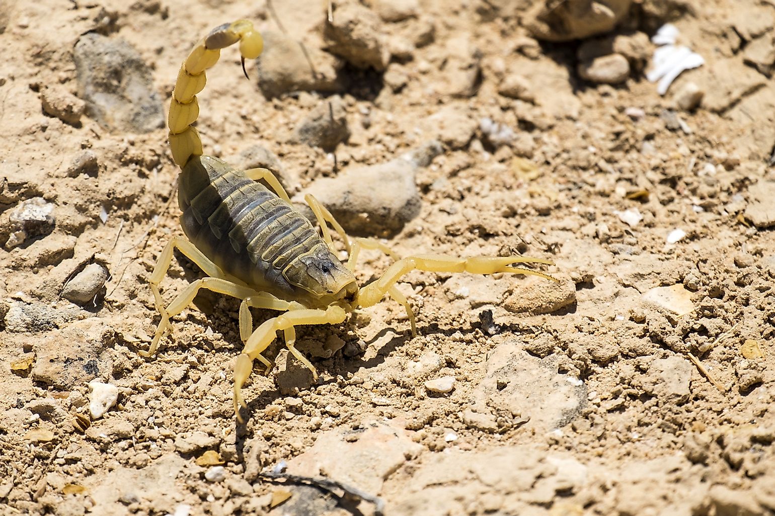 Where do desert scorpions live? – ipodbatteryfaq.com