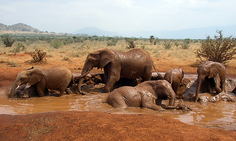 How Many Types Of Elephants Are There? - WorldAtlas