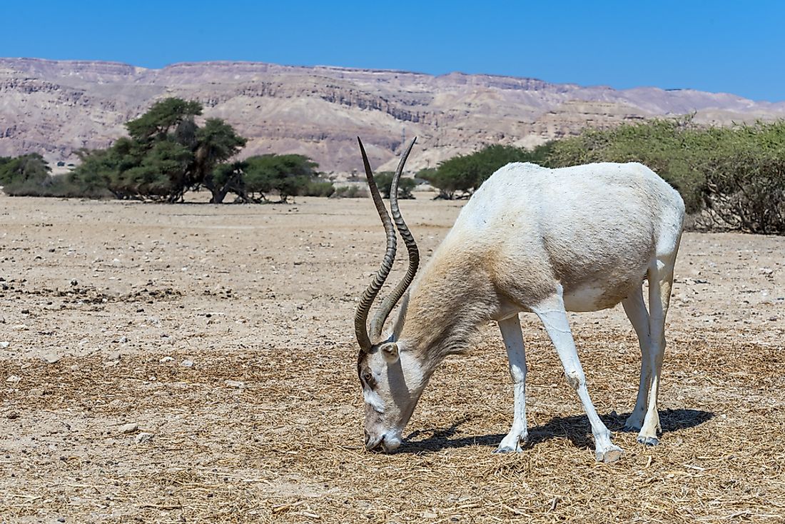 Animals That Live in the Desert - WorldAtlas