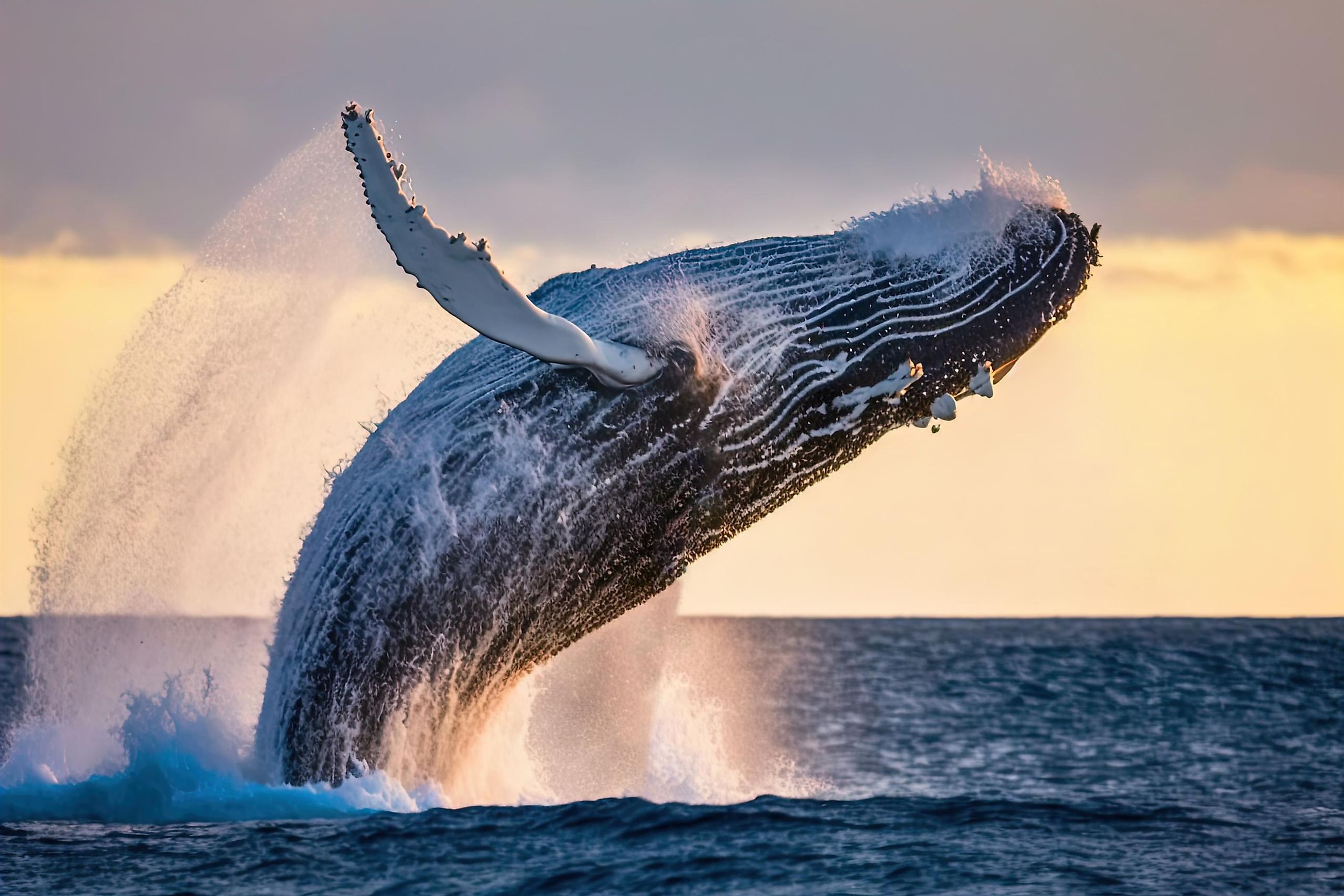 blue whales breaching