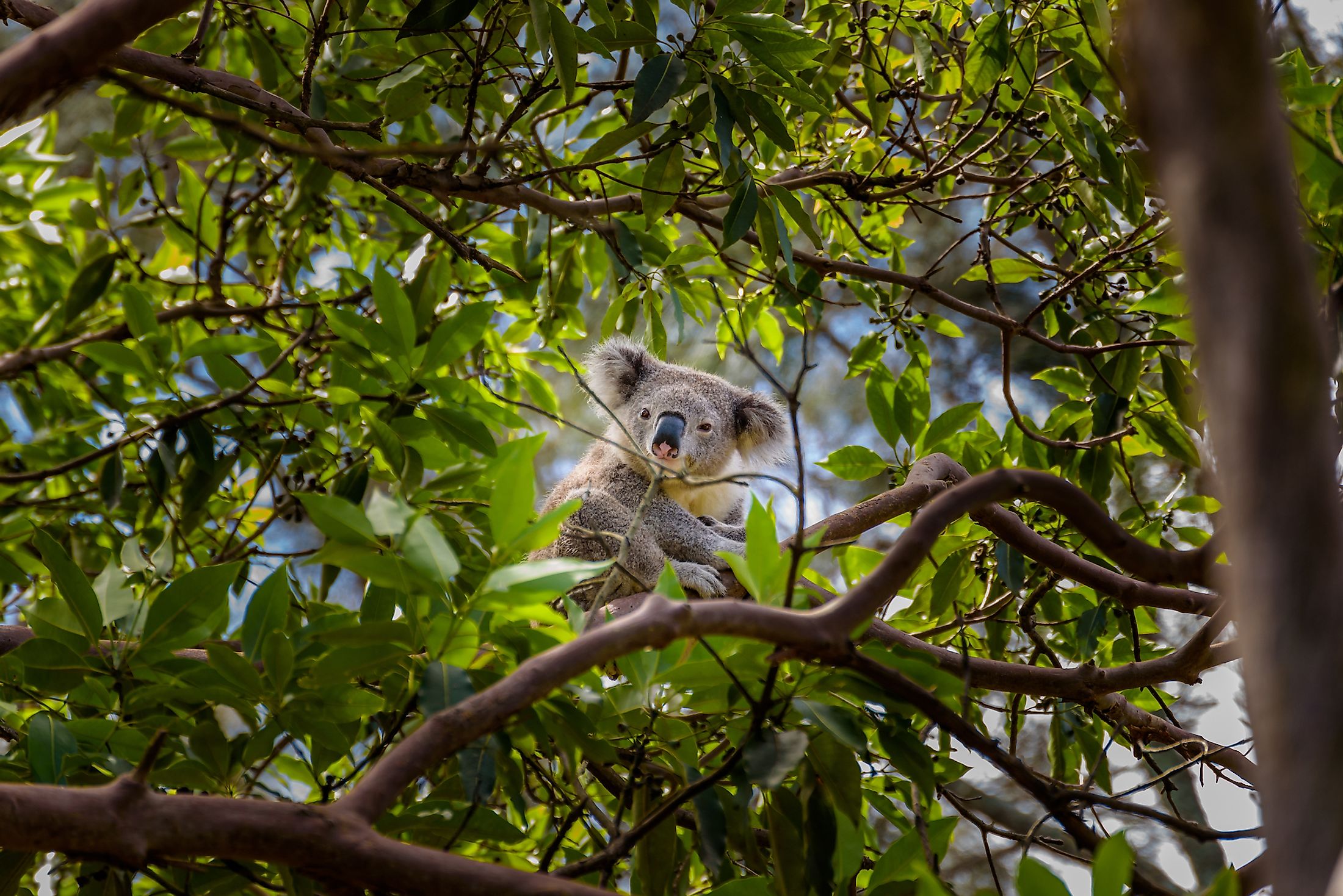 what-is-the-role-of-koalas-in-the-ecosystem-worldatlas