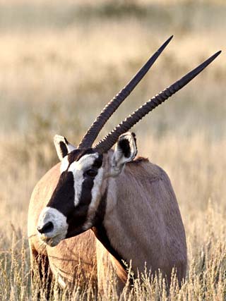 Namibia State Symbols, Song, Flags and More - Worldatlas.com