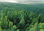 finland forest