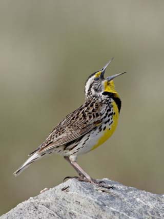 North Dakota State Symbols, Song, Flags and More - Worldatlas.com